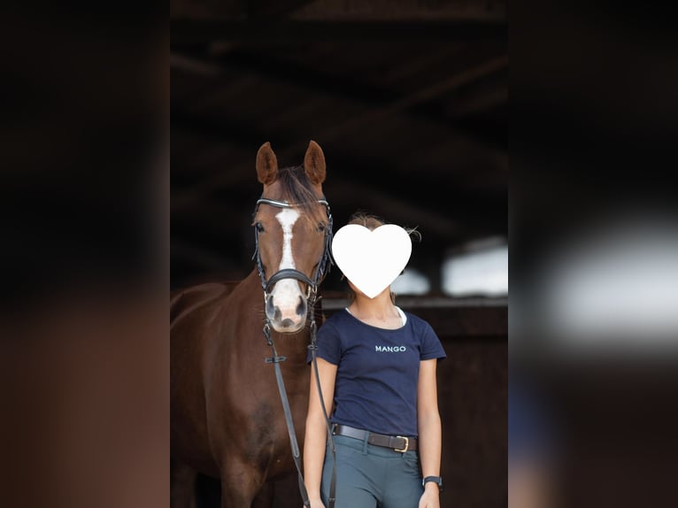 Deutsches Reitpony Stute 5 Jahre 145 cm Dunkelfuchs in Handewitt