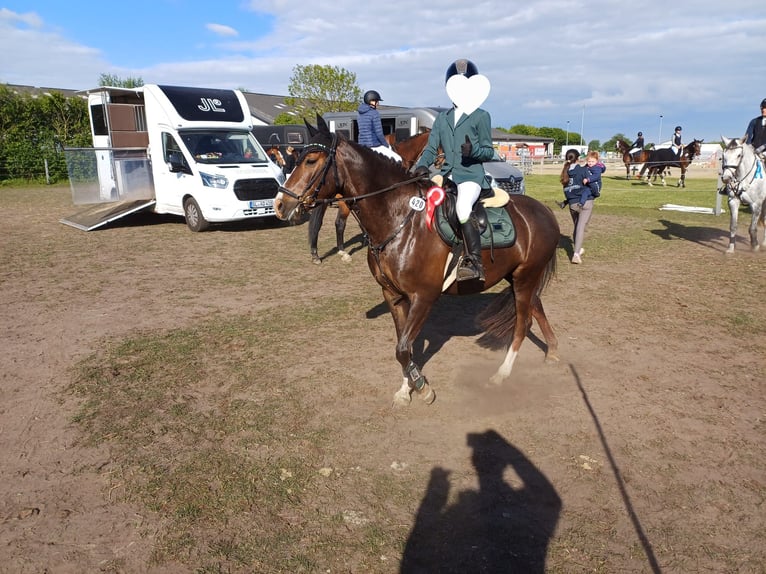 Deutsches Reitpony Stute 5 Jahre 145 cm Dunkelfuchs in Handewitt