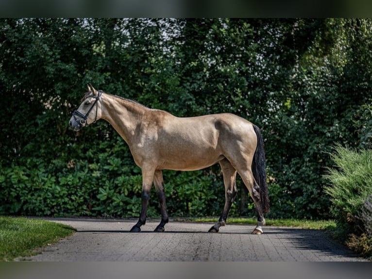 Deutsches Reitpony Stute 5 Jahre 145 cm Falbe in Hassendorf