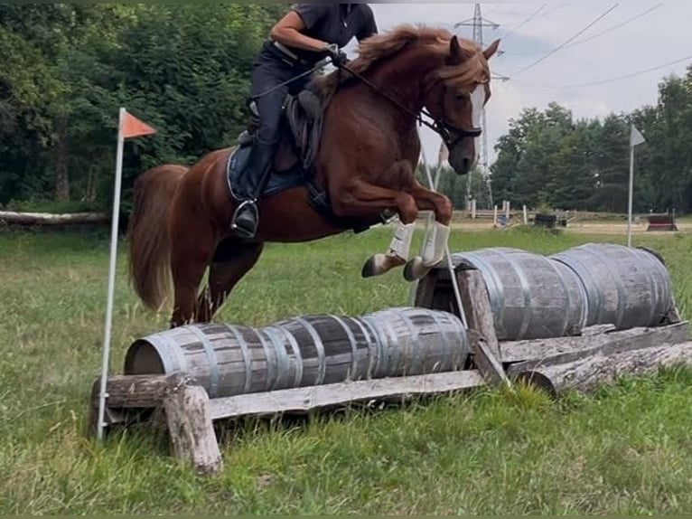 Deutsches Reitpony Stute 5 Jahre 145 cm Fuchs in M&#xF6;nchengladbach