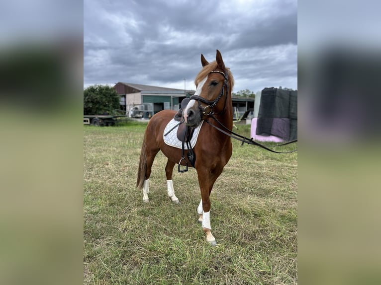 Deutsches Reitpony Stute 5 Jahre 145 cm Fuchs in M&#xF6;nchengladbach