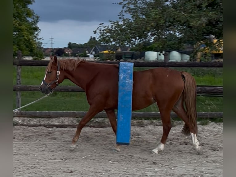 Deutsches Reitpony Stute 5 Jahre 145 cm Fuchs in M&#xF6;nchengladbach
