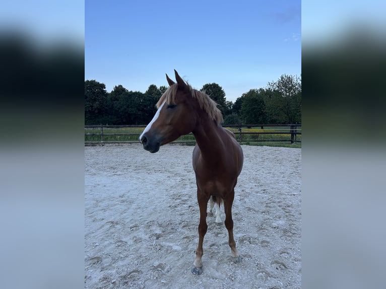 Deutsches Reitpony Stute 5 Jahre 145 cm Fuchs in M&#xF6;nchengladbach