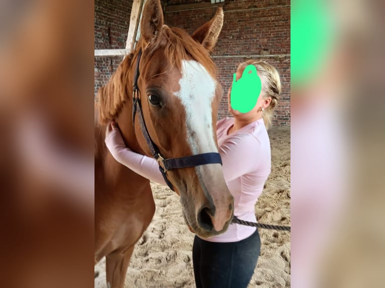 Deutsches Reitpony Stute 5 Jahre 145 cm Fuchs in Extertal