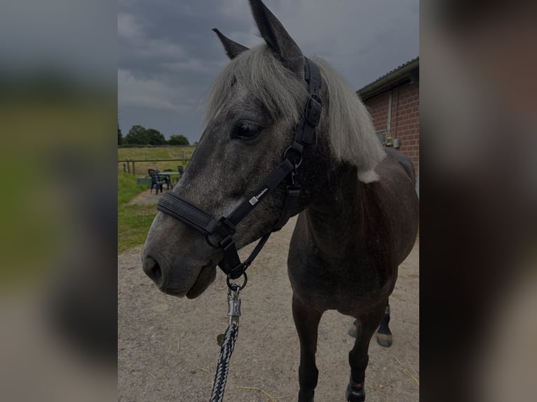 Deutsches Reitpony Stute 5 Jahre 145 cm Kann Schimmel werden in Alsdorf