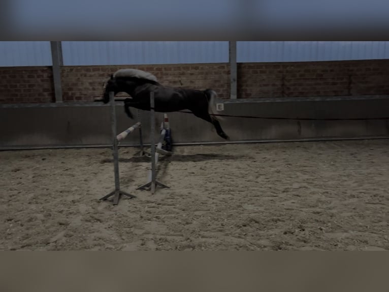 Deutsches Reitpony Stute 5 Jahre 145 cm Kann Schimmel werden in Alsdorf