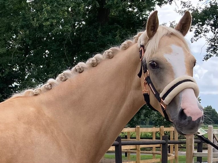 Deutsches Reitpony Stute 5 Jahre 145 cm Palomino in Haren