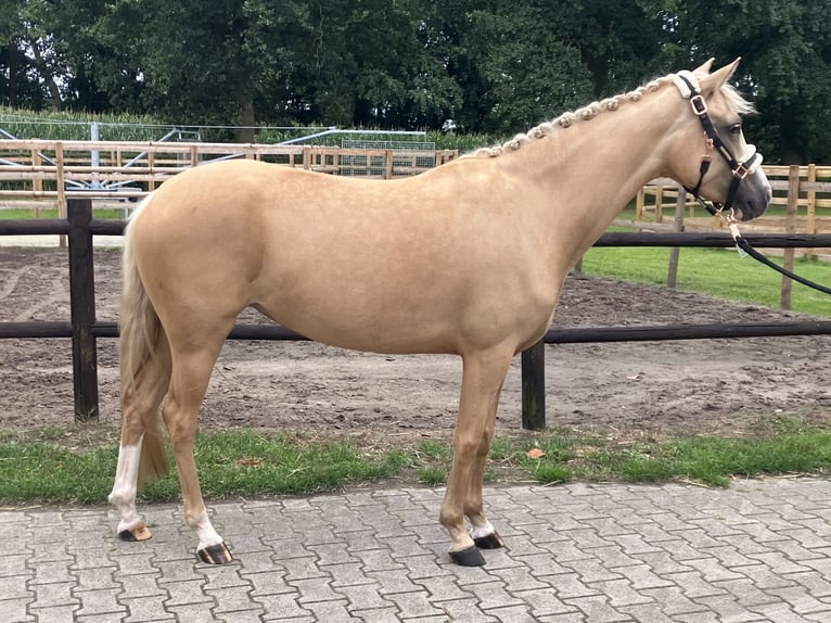 Deutsches Reitpony Stute 5 Jahre 145 cm Palomino in Haren