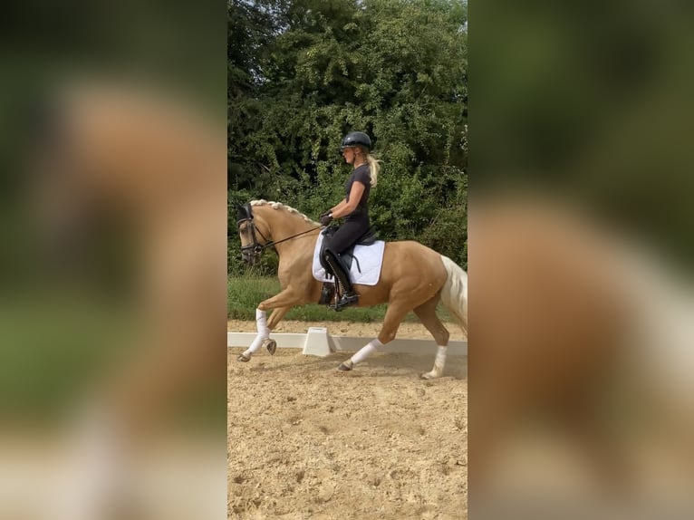 Deutsches Reitpony Stute 5 Jahre 145 cm Palomino in Rudelzhausen