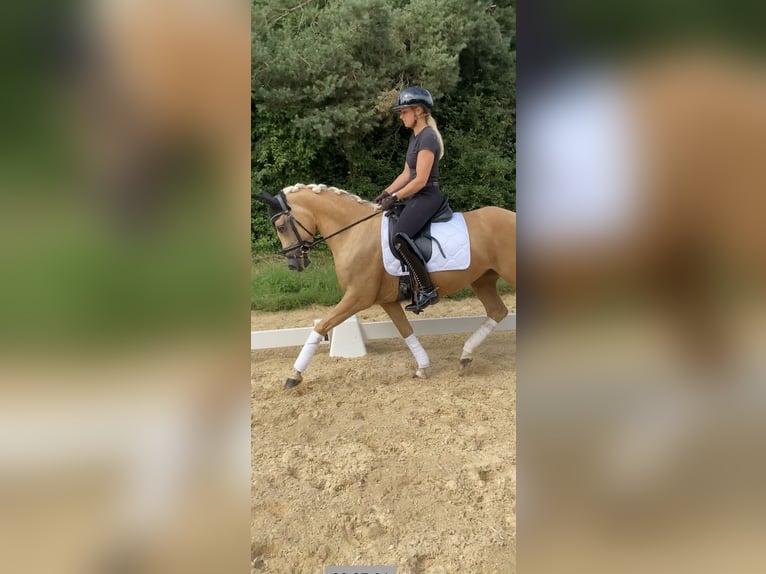 Deutsches Reitpony Stute 5 Jahre 145 cm Palomino in Rudelzhausen