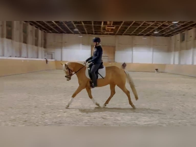 Deutsches Reitpony Stute 5 Jahre 145 cm Palomino in Treuenbrietzen