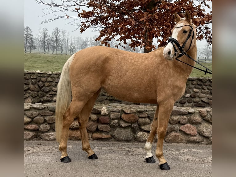 Deutsches Reitpony Stute 5 Jahre 145 cm Palomino in Treuenbrietzen