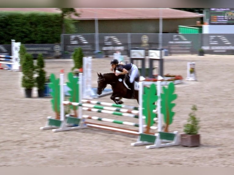 Deutsches Reitpony Stute 5 Jahre 145 cm Rappe in Haren