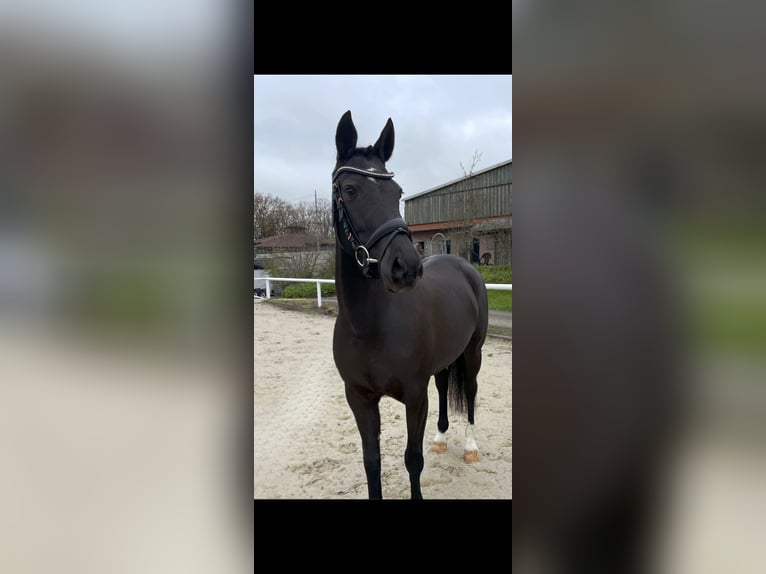 Deutsches Reitpony Stute 5 Jahre 145 cm Rappe in Haren