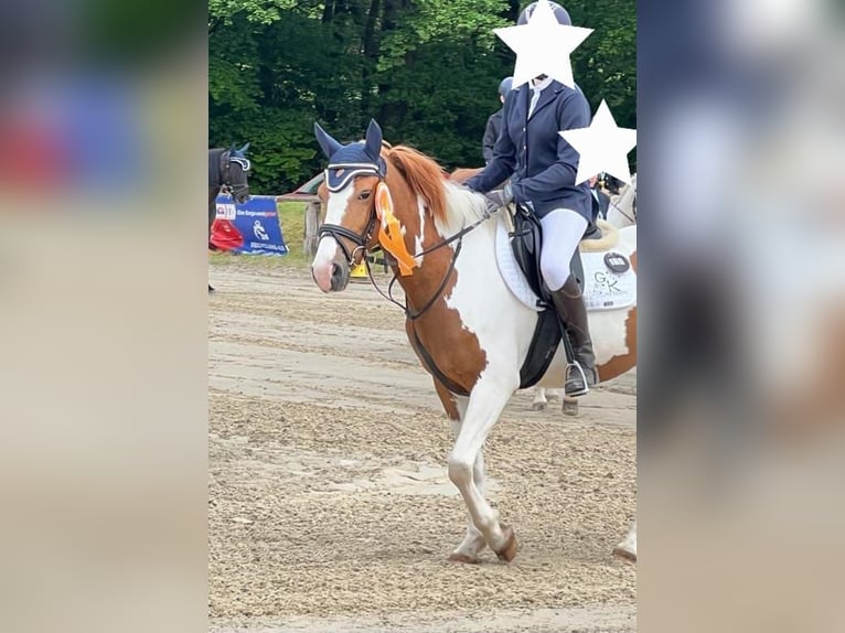 Deutsches Reitpony Stute 5 Jahre 145 Cm Schecke In Grevenbroich