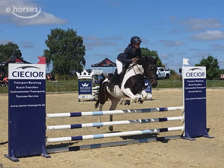 Deutsches Reitpony Stute 5 Jahre 145 cm Schecke in Braunschweig