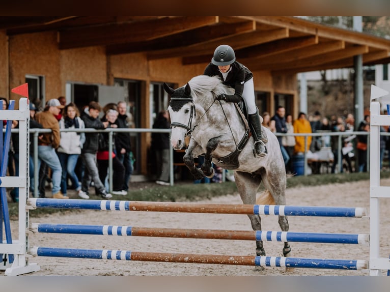 Deutsches Reitpony Stute 5 Jahre 146 cm Apfelschimmel in Wiler b. Seedorf