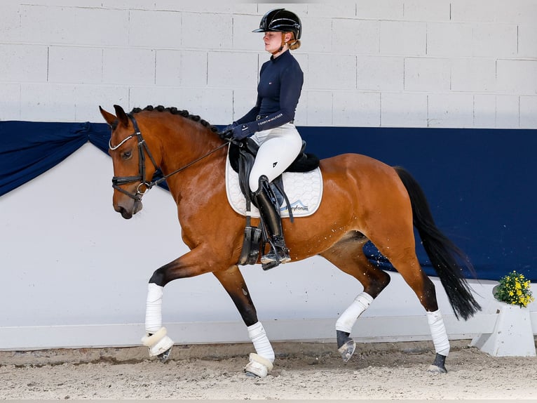 Deutsches Reitpony Stute 5 Jahre 146 cm Brauner in Marsberg