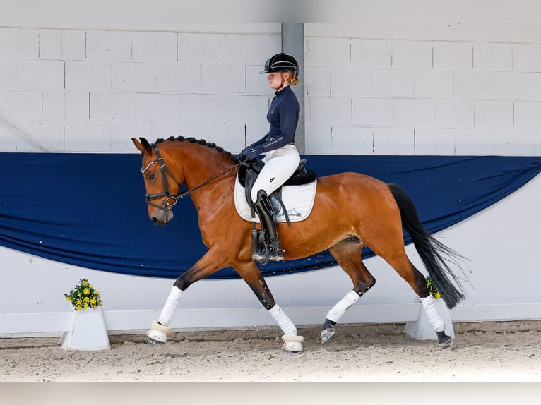 Deutsches Reitpony Stute 5 Jahre 146 cm Brauner in Marsberg