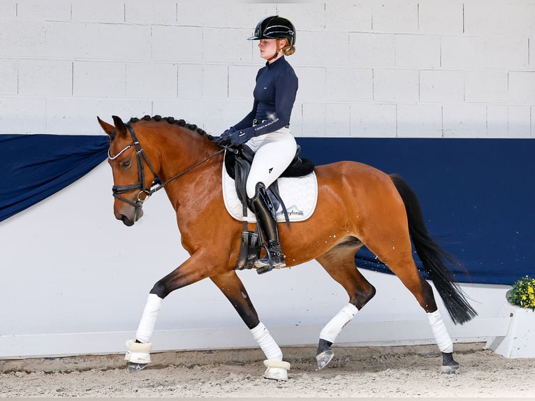 Deutsches Reitpony Stute 5 Jahre 146 cm Brauner in Marsberg