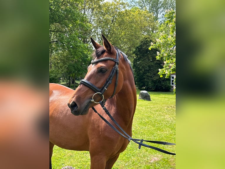 Deutsches Reitpony Stute 5 Jahre 146 cm Brauner in B&#xFC;lkau