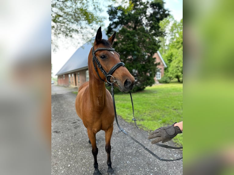 Deutsches Reitpony Stute 5 Jahre 146 cm Brauner in B&#xFC;lkau