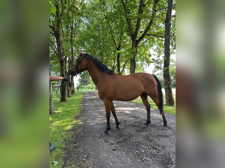 Deutsches Reitpony Stute 5 Jahre 146 cm Brauner in B&#xFC;lkau