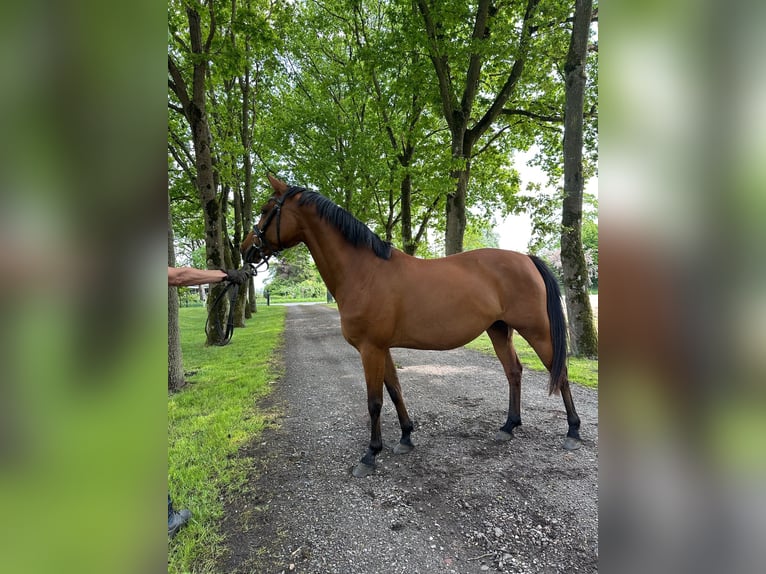 Deutsches Reitpony Stute 5 Jahre 146 cm Brauner in B&#xFC;lkau