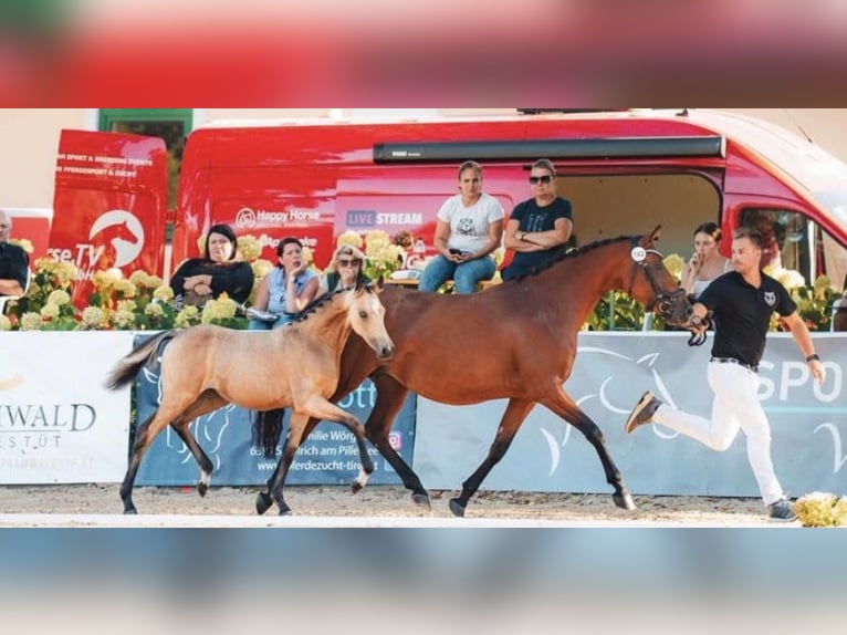 Deutsches Reitpony Stute 5 Jahre 146 cm Brauner in Pitten