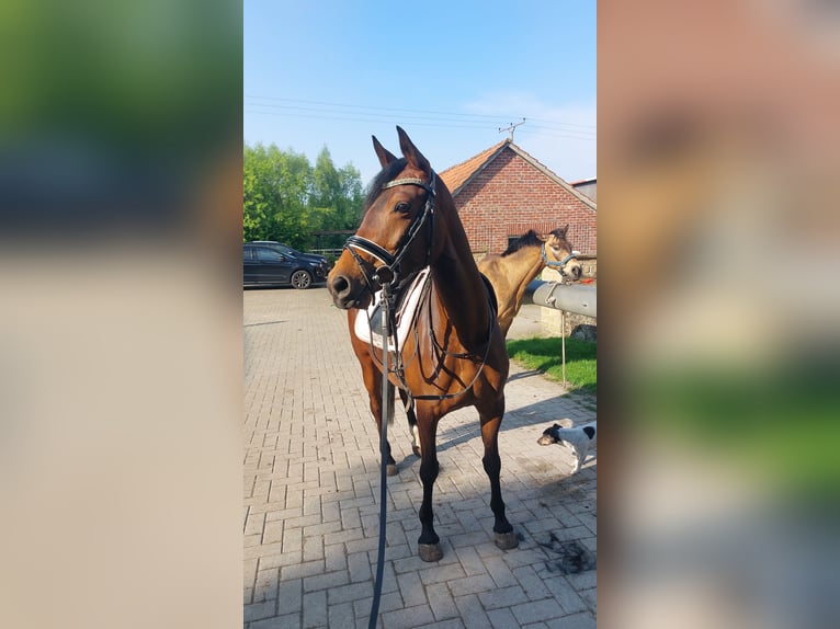 Deutsches Reitpony Stute 5 Jahre 146 cm Brauner in Westerkappeln