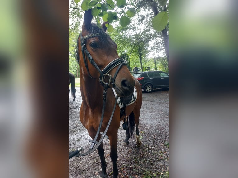 Deutsches Reitpony Stute 5 Jahre 146 cm Brauner in Westerkappeln