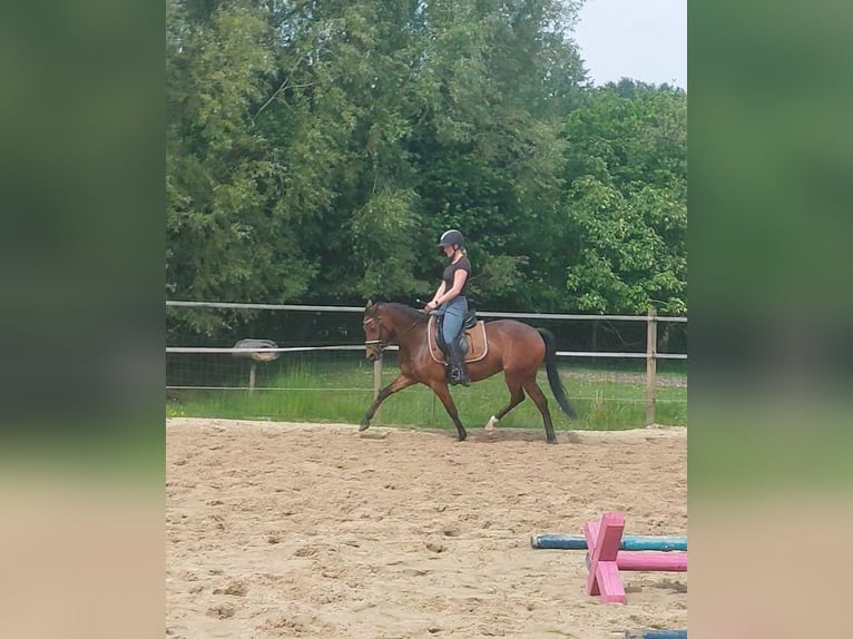 Deutsches Reitpony Stute 5 Jahre 146 cm Brauner in Westerkappeln