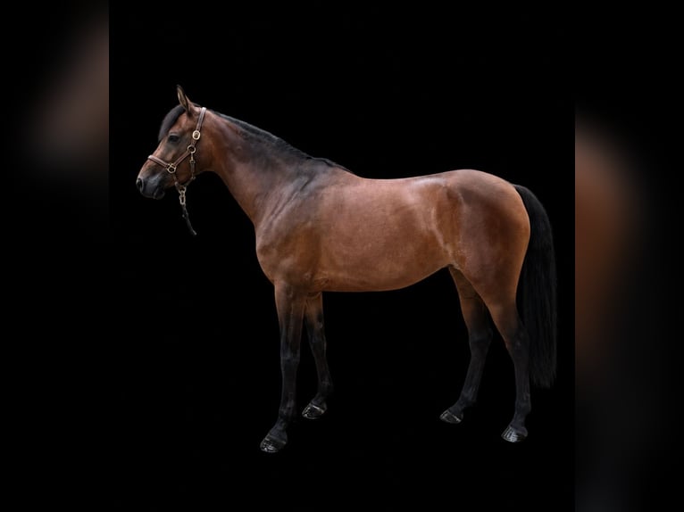 Deutsches Reitpony Stute 5 Jahre 146 cm Brauner in Seevetal