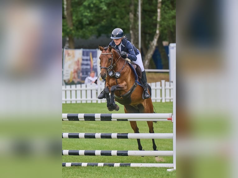 Deutsches Reitpony Stute 5 Jahre 146 cm Brauner in Seevetal