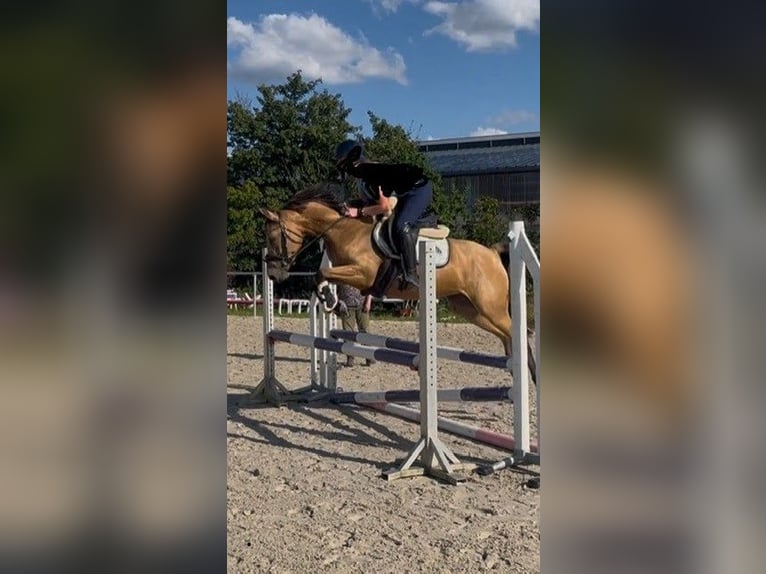 Deutsches Reitpony Stute 5 Jahre 146 cm Buckskin in Elsfleth