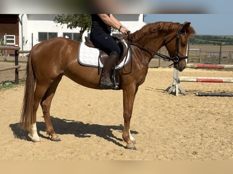 Deutsches Reitpony Stute 5 Jahre 146 cm  in KaltMünstermaifeld