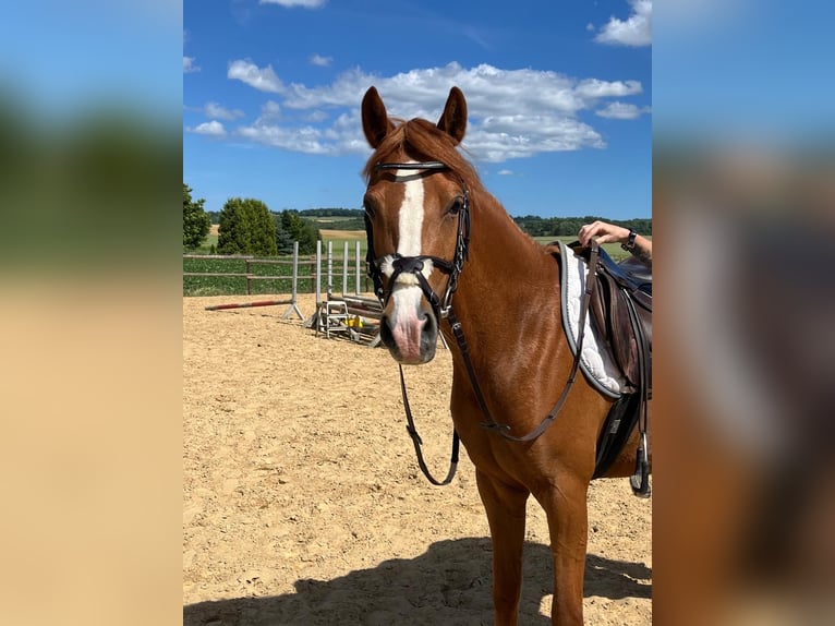 Deutsches Reitpony Stute 5 Jahre 146 cm  in KaltMünstermaifeld