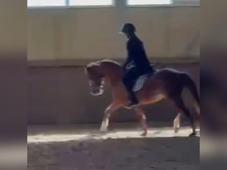 Deutsches Reitpony Stute 5 Jahre 146 cm  in KaltMünstermaifeld