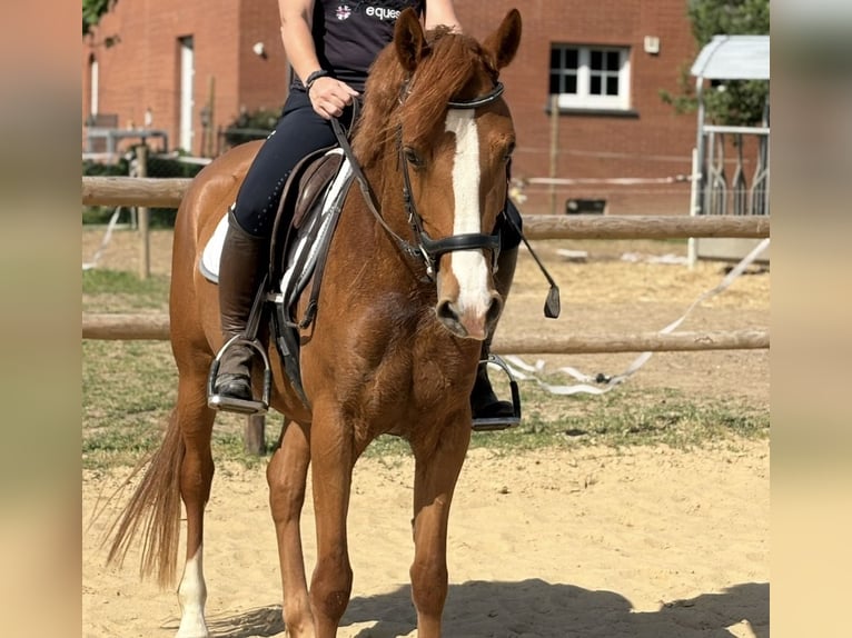 Deutsches Reitpony Stute 5 Jahre 146 cm  in KaltMünstermaifeld
