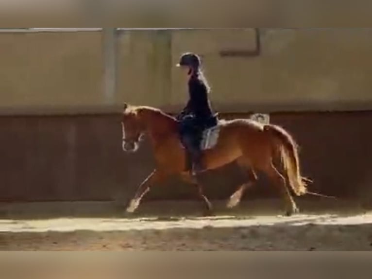 Deutsches Reitpony Stute 5 Jahre 146 cm  in KaltMünstermaifeld