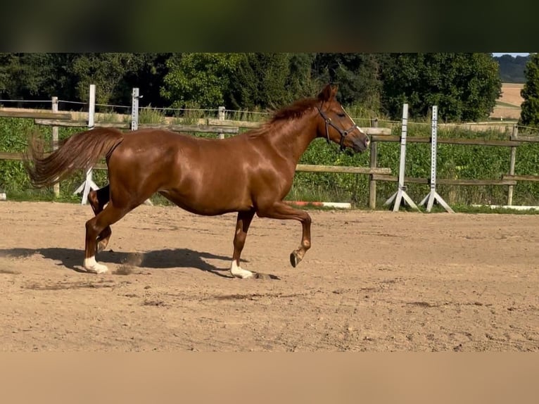 Deutsches Reitpony Stute 5 Jahre 146 cm  in KaltMünstermaifeld