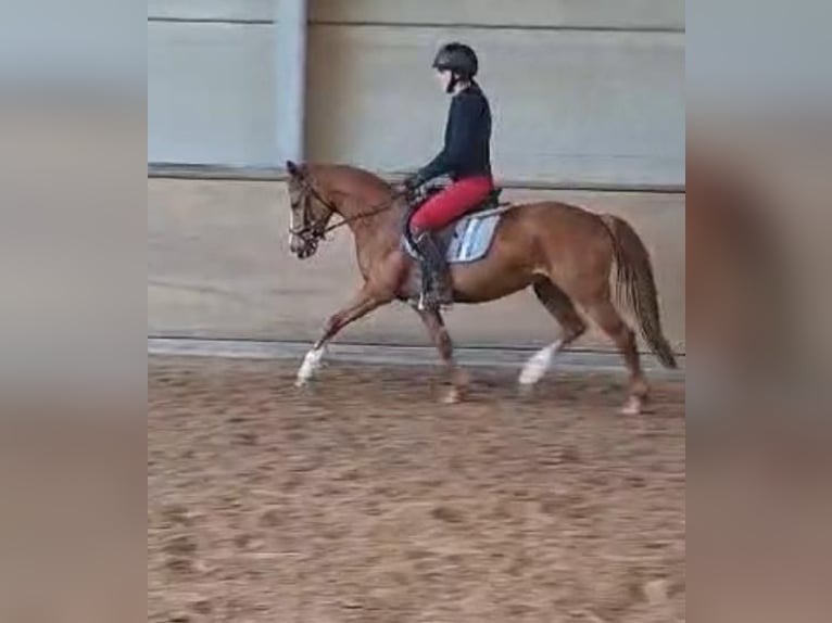 Deutsches Reitpony Stute 5 Jahre 146 cm  in KaltMünstermaifeld