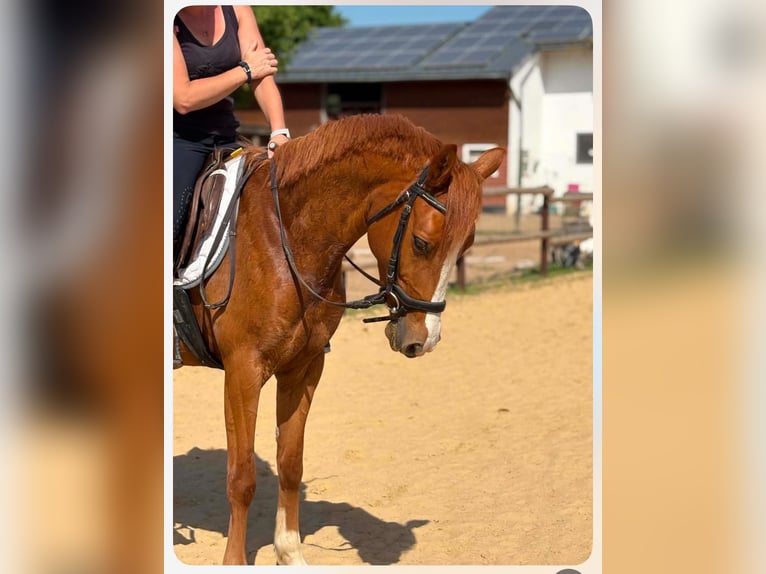 Deutsches Reitpony Stute 5 Jahre 146 cm  in KaltMünstermaifeld