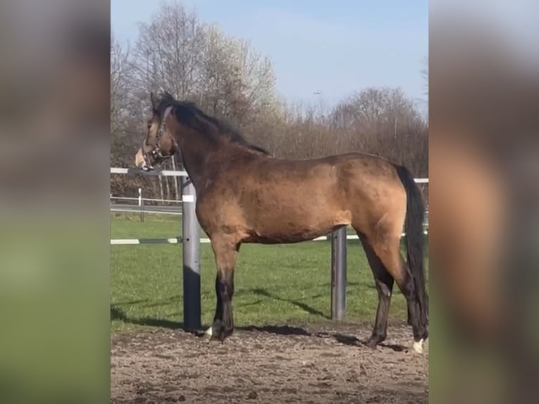 Deutsches Reitpony Stute 5 Jahre 146 cm Falbe in Isterberg