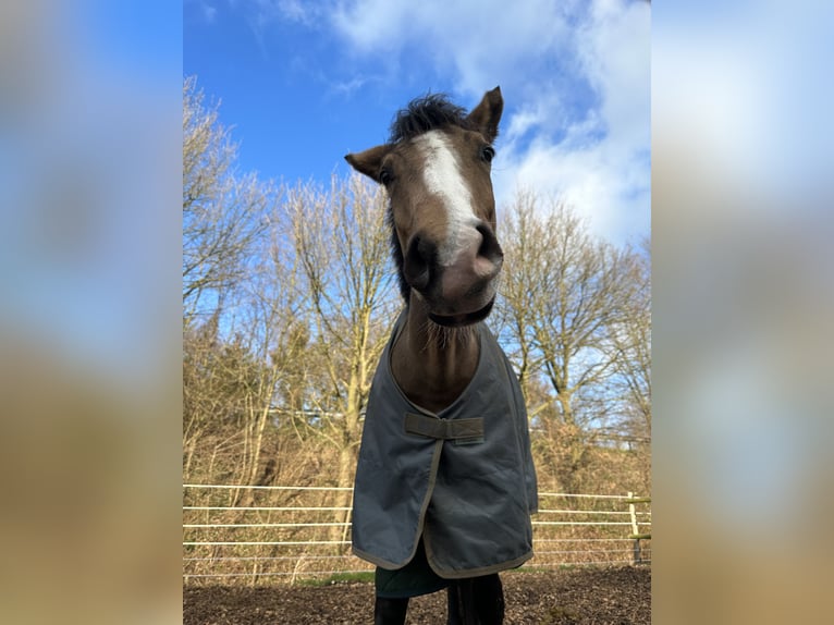 Deutsches Reitpony Stute 5 Jahre 146 cm Falbe in Isterberg