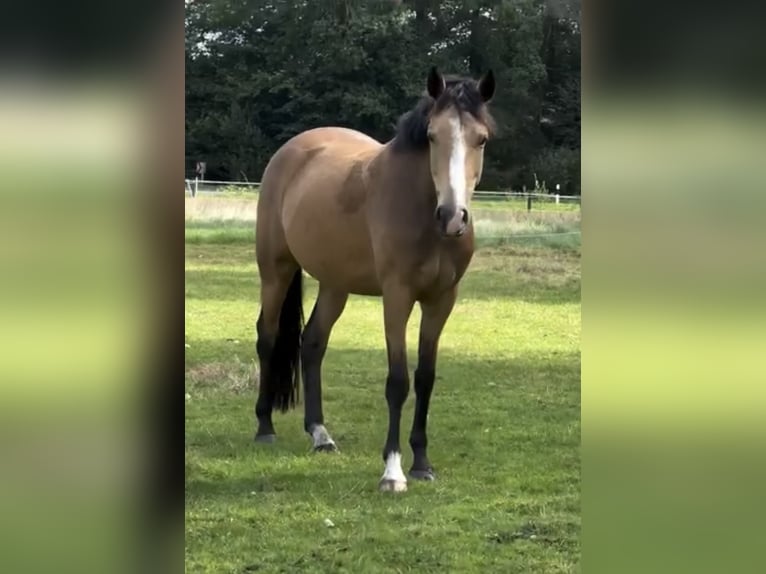 Deutsches Reitpony Stute 5 Jahre 146 cm Falbe in Isterberg