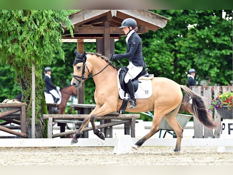 Deutsches Reitpony Stute 5 Jahre 146 cm Falbe in Bockhorn