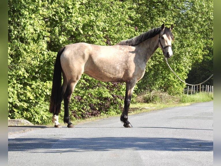 Deutsches Reitpony Stute 5 Jahre 146 cm Falbe in Verl