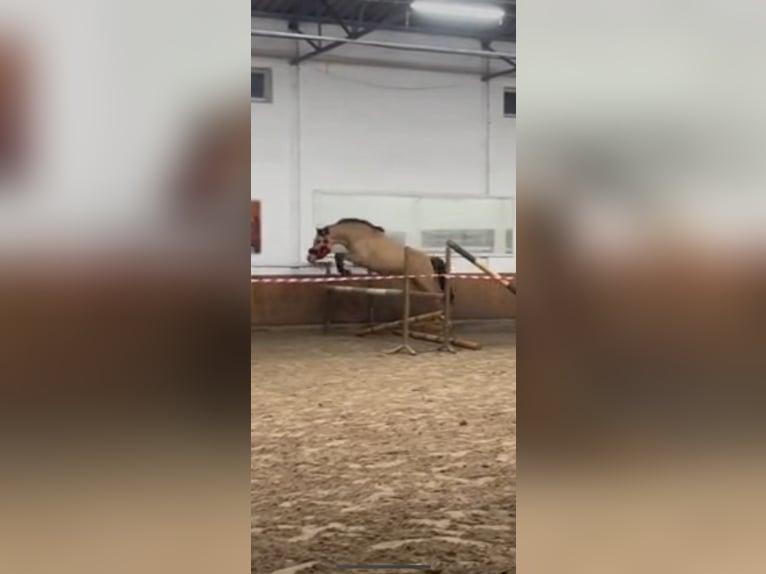 Deutsches Reitpony Stute 5 Jahre 146 cm Falbe in Meppen