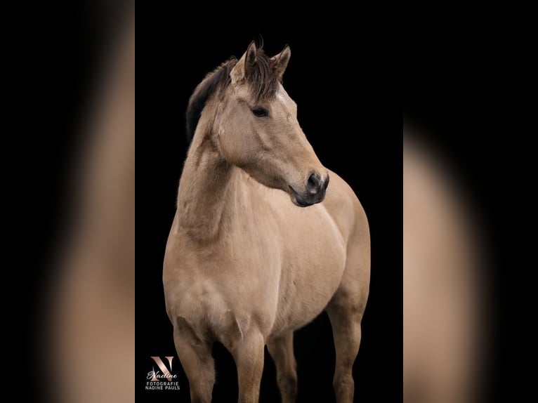 Deutsches Reitpony Stute 5 Jahre 146 cm Falbe in Meppen